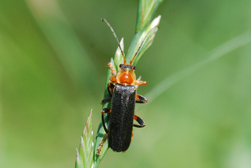 Cantharis livida  (Cantharidae)